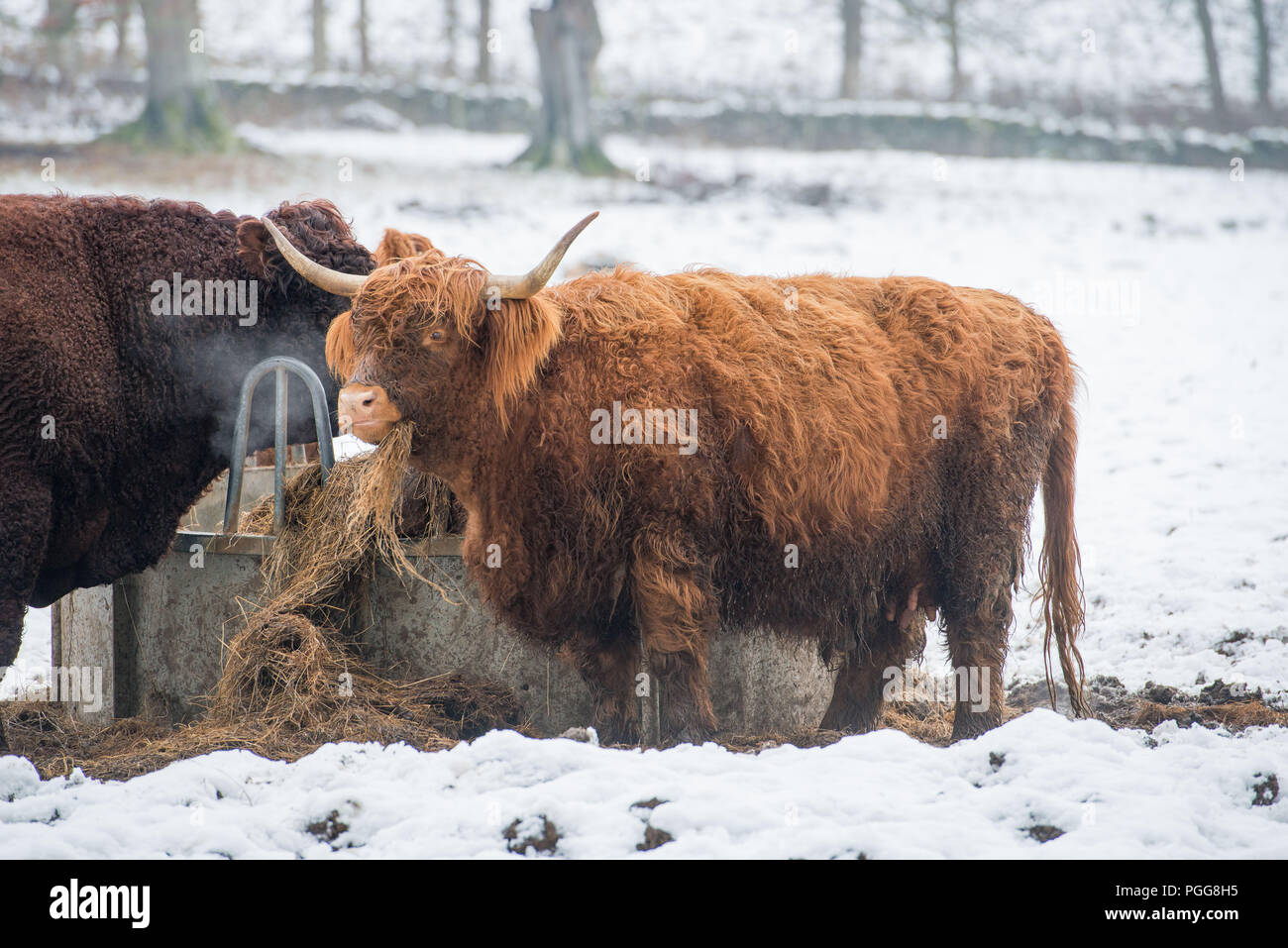 Highland Kühe, Schnee, Wetter, Peebles, Venlaw Hill, Scottish Borders Stockfoto
