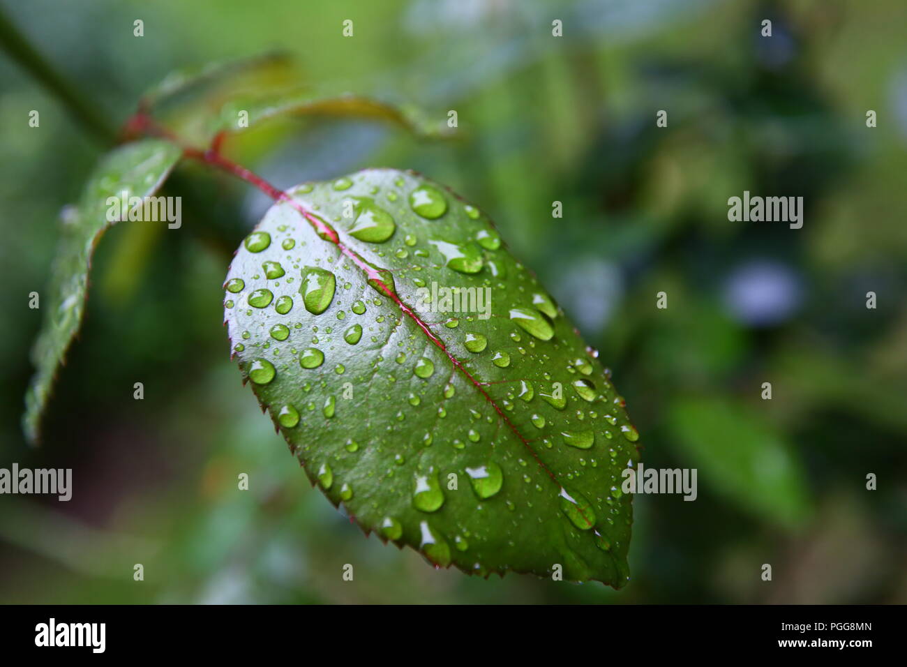 Regentropfen auf den Blättern Stockfoto