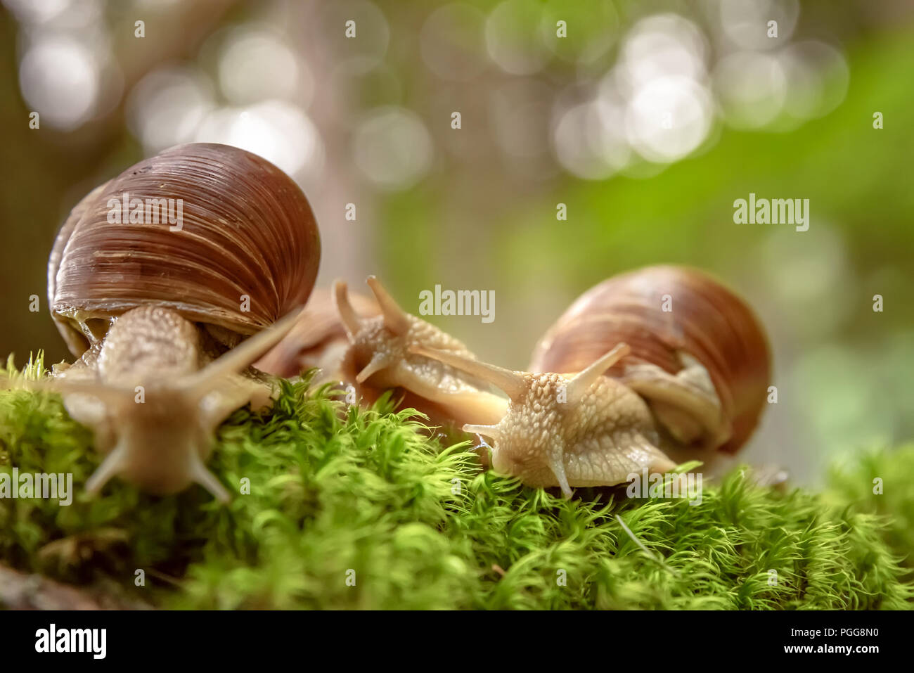 Helix pomatia auch römische Schnecke, Weinbergschnecken, weinbergschnecke oder Escargot, ist eine Pflanzenart aus der Gattung der Großen, Essbar, Atemluft- land Schnecke, eine terrestrische Pulmo Stockfoto