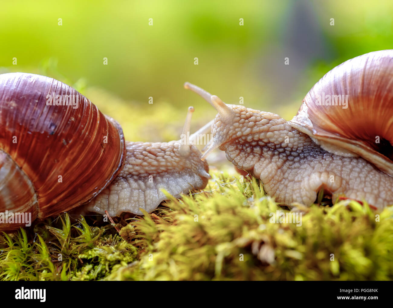 Helix pomatia auch römische Schnecke, Weinbergschnecken, weinbergschnecke oder Escargot, ist eine Pflanzenart aus der Gattung der Großen, Essbar, Atemluft- land Schnecke, eine terrestrische Pulmo Stockfoto