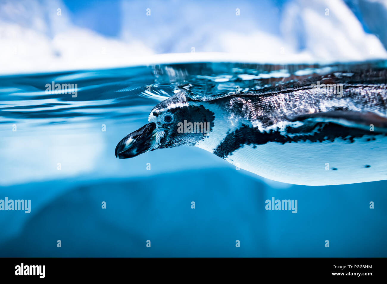Humboldt-Pinguin (Spheniscus Humboldti) bezeichnet auch peruanische Pinguin oder Patranca, Schwimmen im klaren Wasser. Stockfoto