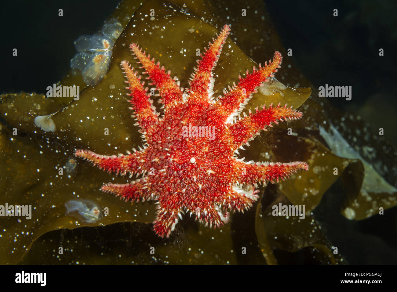 Schneeflocke Stern oder Gemeinsame Sun Star (Crossaster papposus) auf laminaria Stockfoto