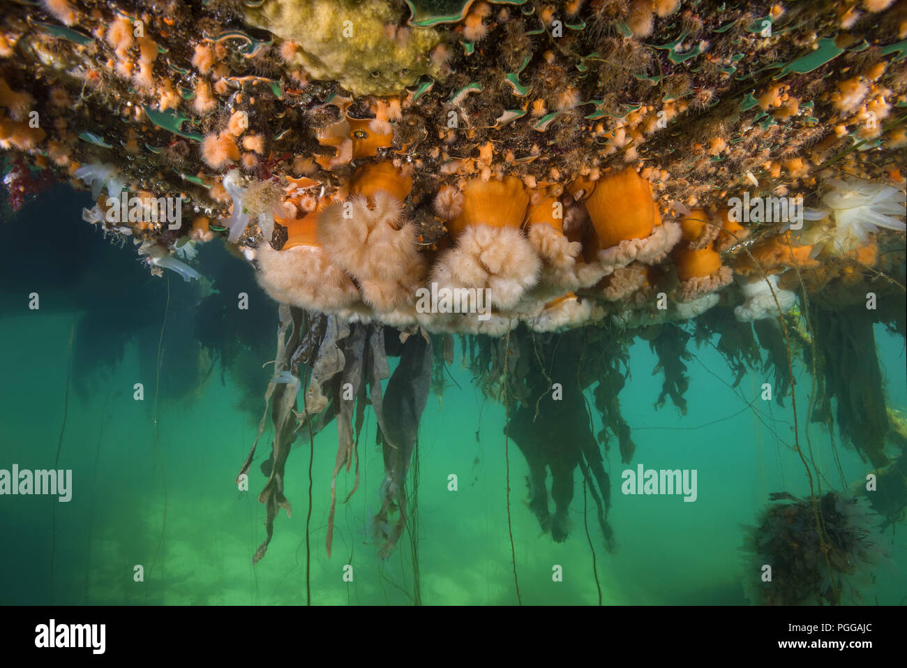 Hängenden Gärten von Aegir (AEgir) - klonale Plumose Anemone oder Rüschen Anemone (Metridium senile) Stockfoto
