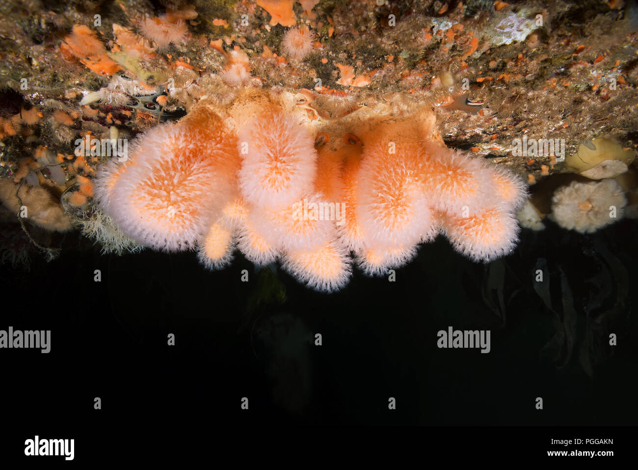 Hängenden Gärten von Aegir (AEgir) - Finger Coral, Dead Man's Finger oder Glühbirne (Tunicate Alcyonium Digitatum) Stockfoto