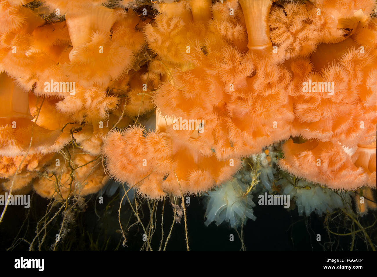 Hängenden Gärten von Aegir (AEgir) - klonale Plumose Anemone oder Rüschen Anemone (Metridium senile) Stockfoto
