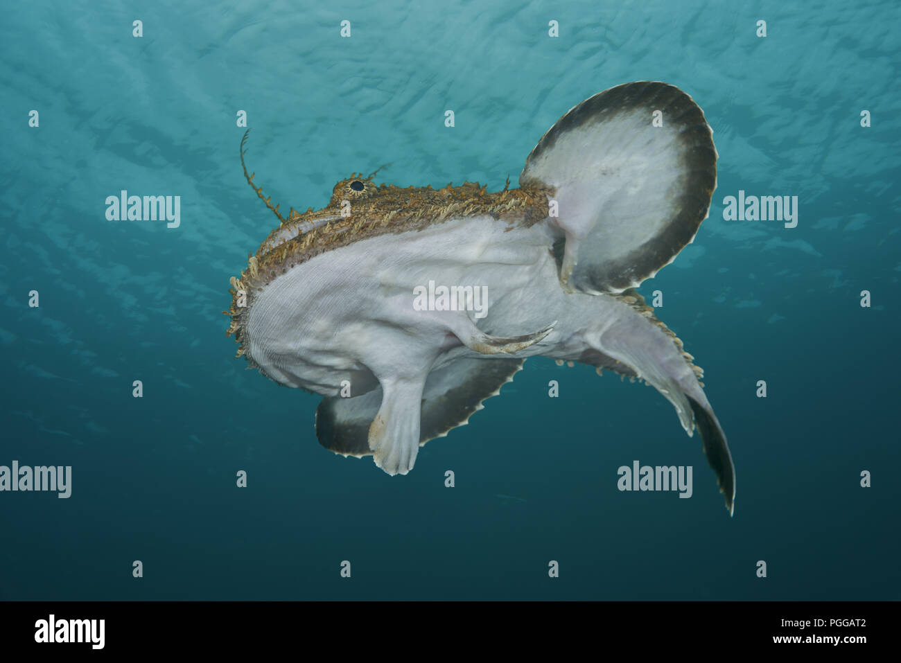 Seeteufel oder Seeteufel (Lophius piscatorius) unter der Oberfläche des Wassers Stockfoto