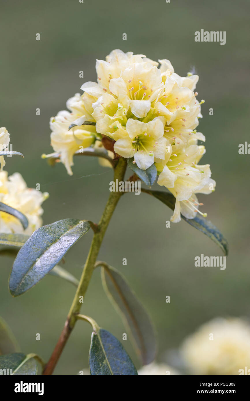 Nahaufnahme von Rhododendron xanthostephanum, die in einem englischen Garten blüht, England, Großbritannien Stockfoto
