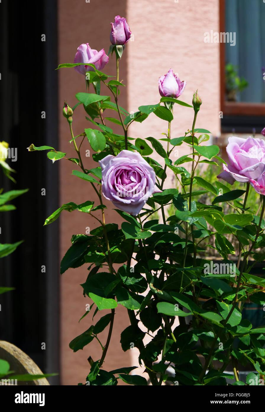 Bush Von Lila Rose Bluten Garten Blumen Bluhen Im Sommer Stockfotografie Alamy