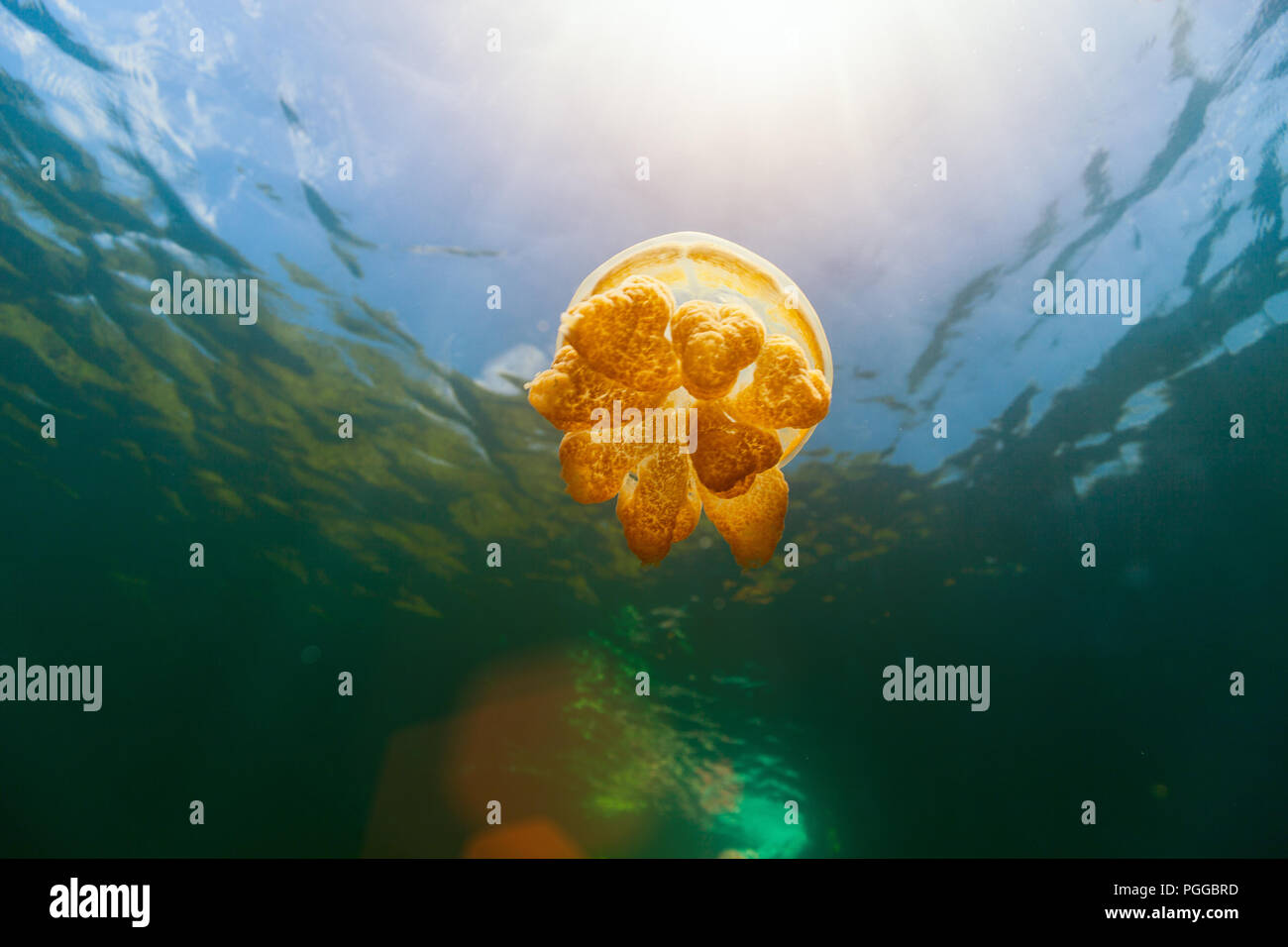 Unterwasser Foto von endemischen golden Quallen in See am Palau. Stockfoto
