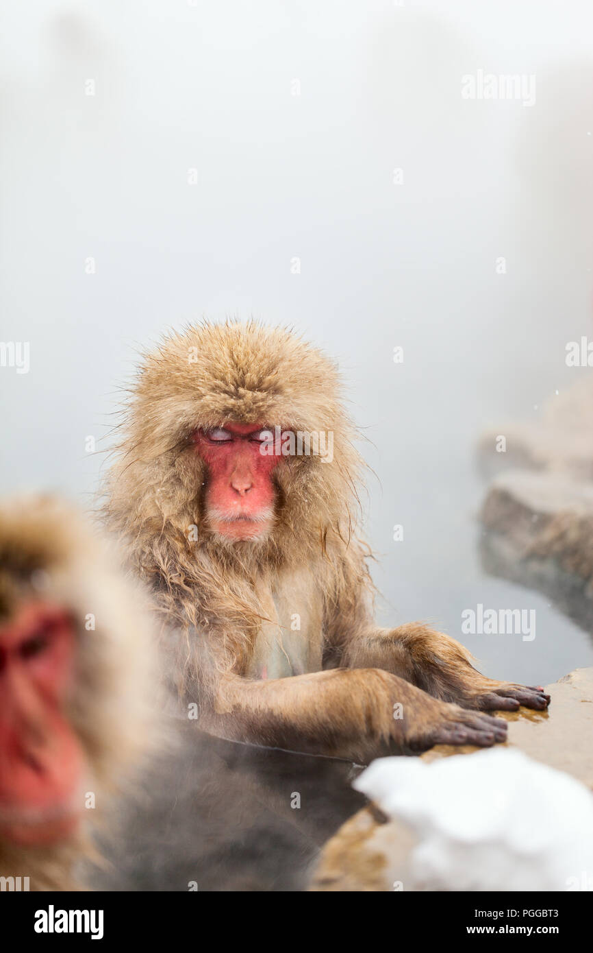 Schnee Affen Japanmakaken baden in Onsen Hot Springs von Nagano, Japan Stockfoto