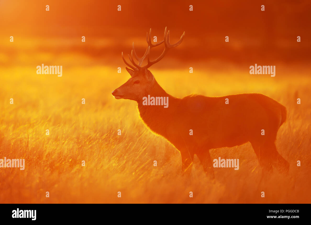 Red Deer Standing im Gras in der Dämmerung im Herbst, UK. Stockfoto