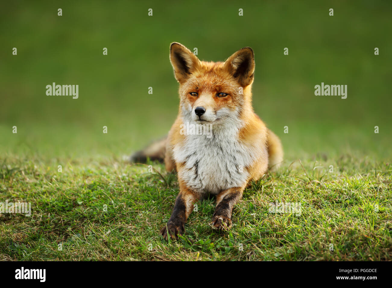 Nahaufnahme eines Red Fox, die auf dem Gras im Sommer. Stockfoto