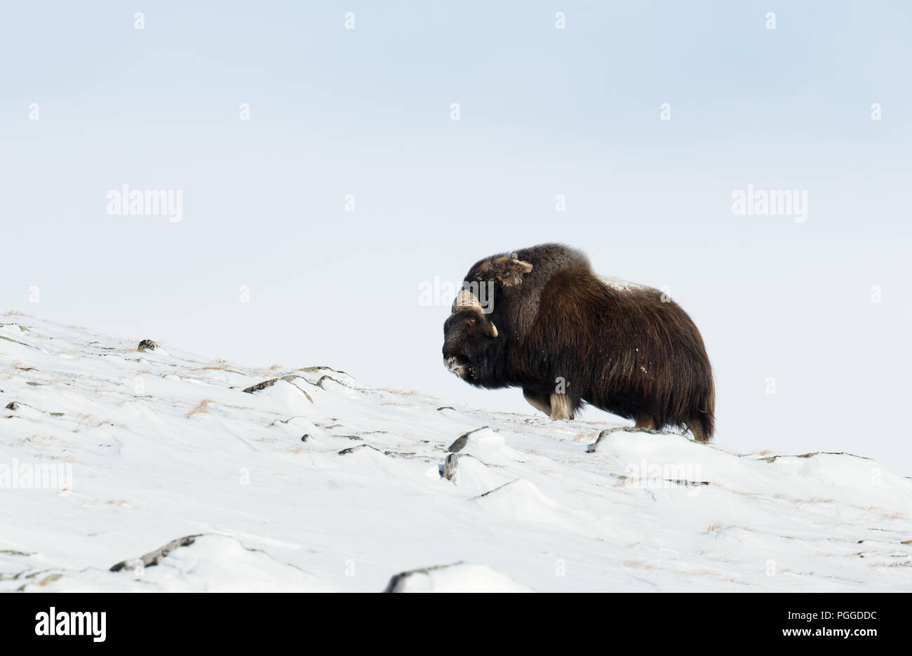 Isolierte männlichen Moschusochsen im Dovrefjell Snowy Mountains während der kalten Winter in Norwegen. Stockfoto