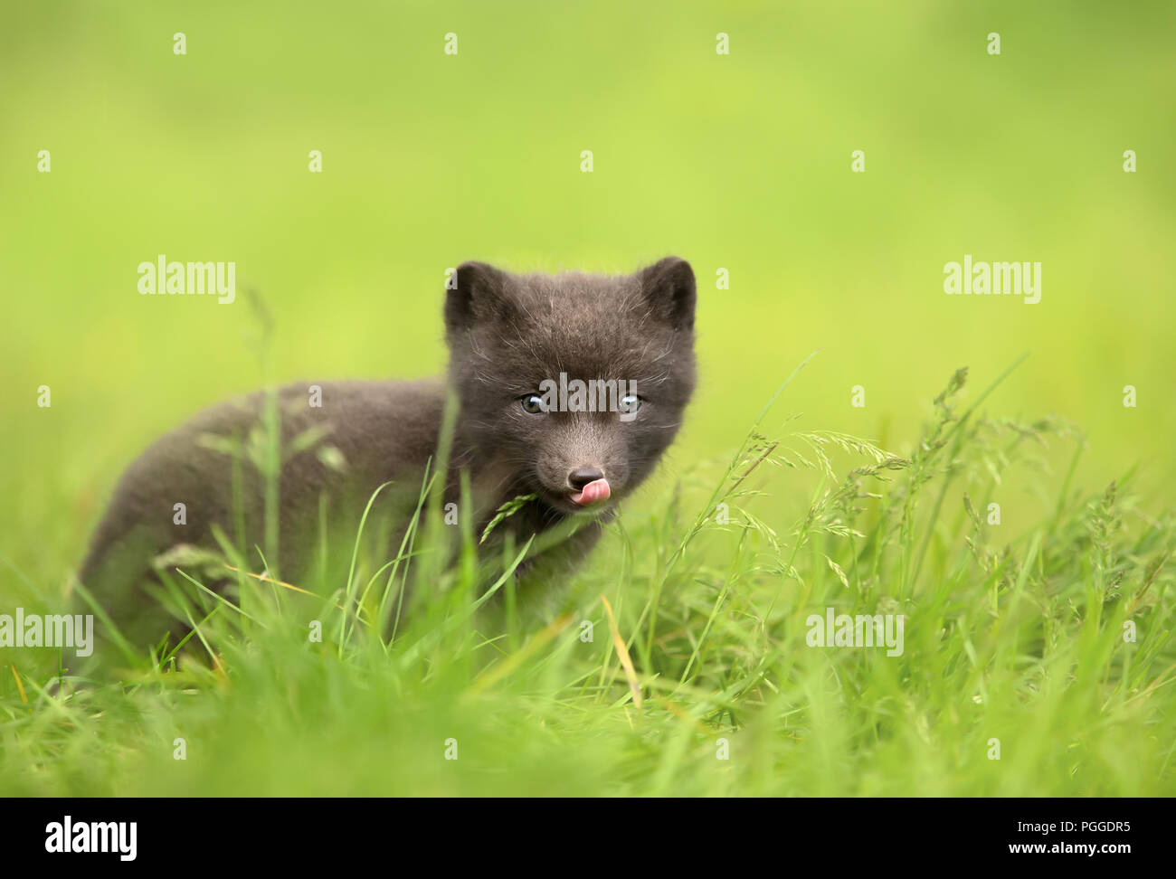 Nahaufnahme eines niedlichen kleinen Arctic fox Cub im Gras sitzen, Sommer in Island. Stockfoto