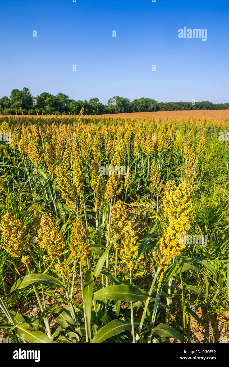 Bereich der Reif Hirse (Panicum miliaceum), Frankreich Stockfoto