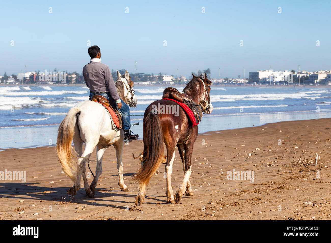 Marokko, Strand von Essaouira. Lokaler Mann auf dem Pferd mit einem zweiten riderless Horse. Stadt im Hintergrund gesehen. Stockfoto