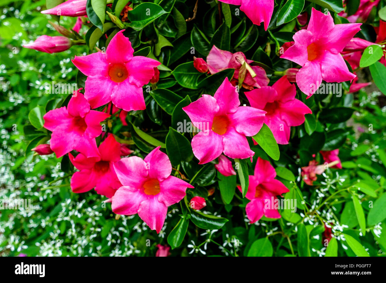 Red Mandevilla sanderi auch Dipladenia sanderi und brasilianischer Jasmin genannt, Rocktrumpet Stockfoto