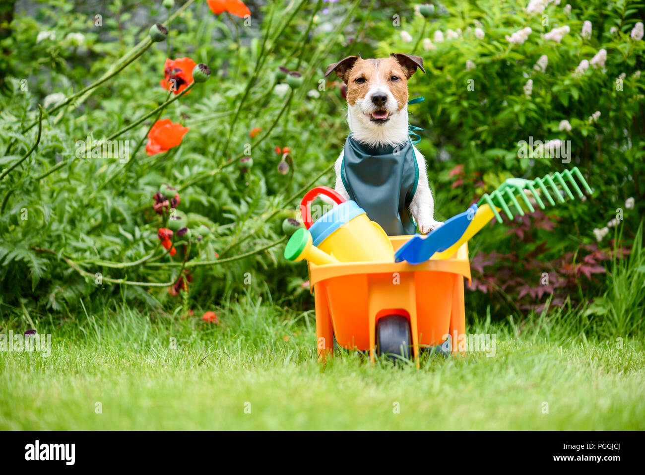 Hund als Gärtner mit Karre voller's Toy Kinder Gartengeräte im Hinterhof Rasen Stockfoto