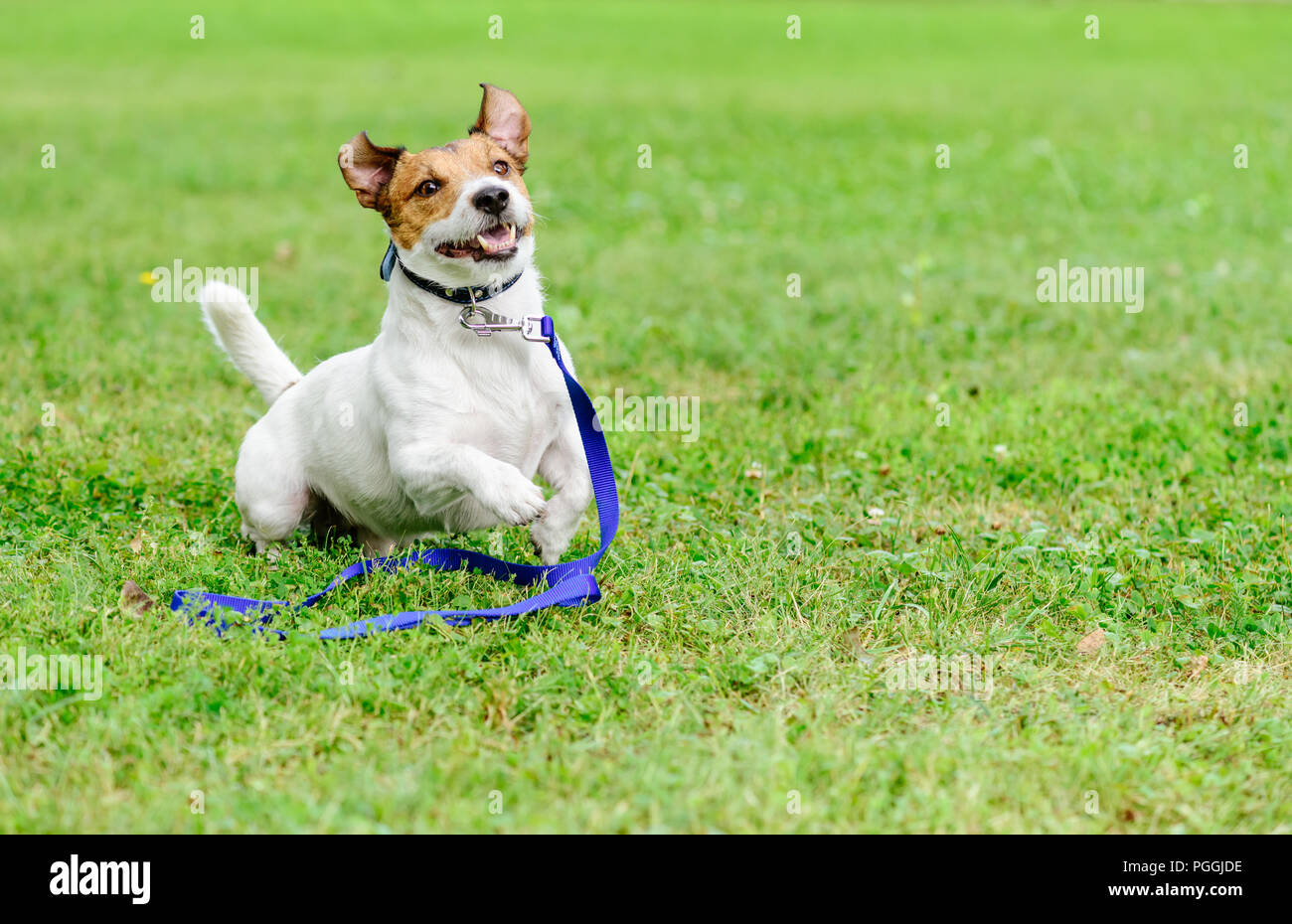 Eine pet-Konzept mit glücklich und aufgeregt, Hund mit Leine auf dem Boden erlassen Stockfoto