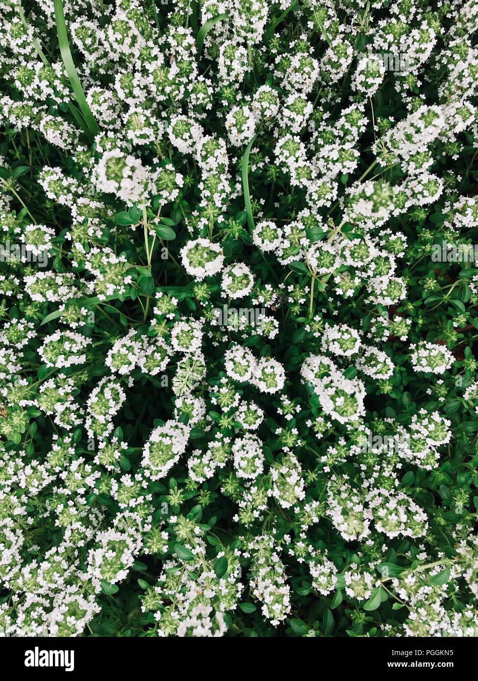 Gruppe von weißen Blumen knallen Bis zu Ihnen Stockfoto