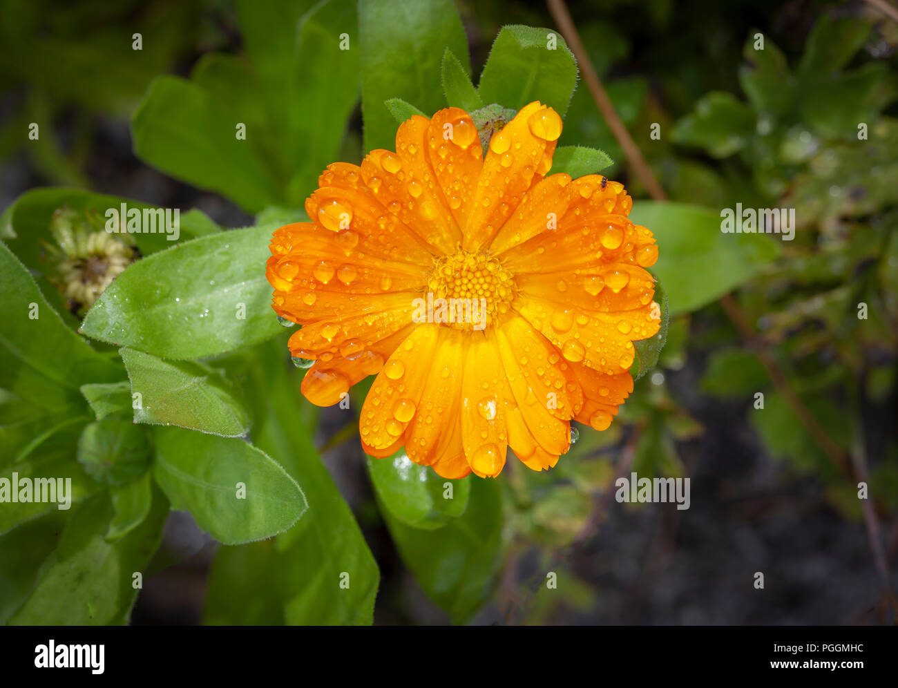 Englisch Ringelblume mit Wassertropfen Stockfoto