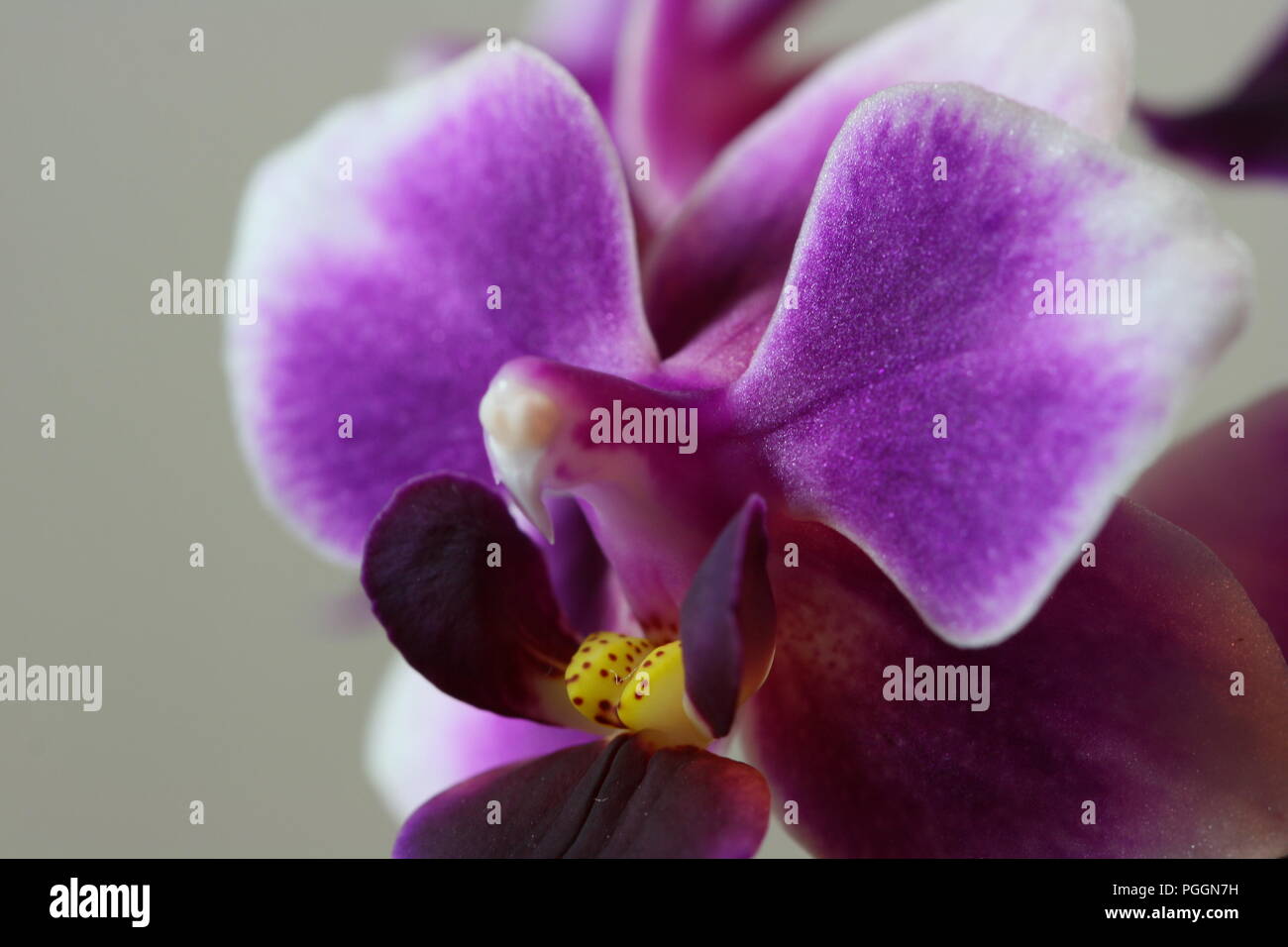Orchid Flower Makro (Nahaufnahme) Stockfoto