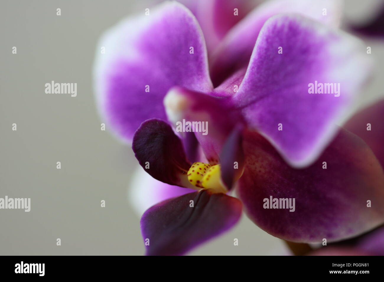 Orchid Flower Makro (Nahaufnahme) Stockfoto
