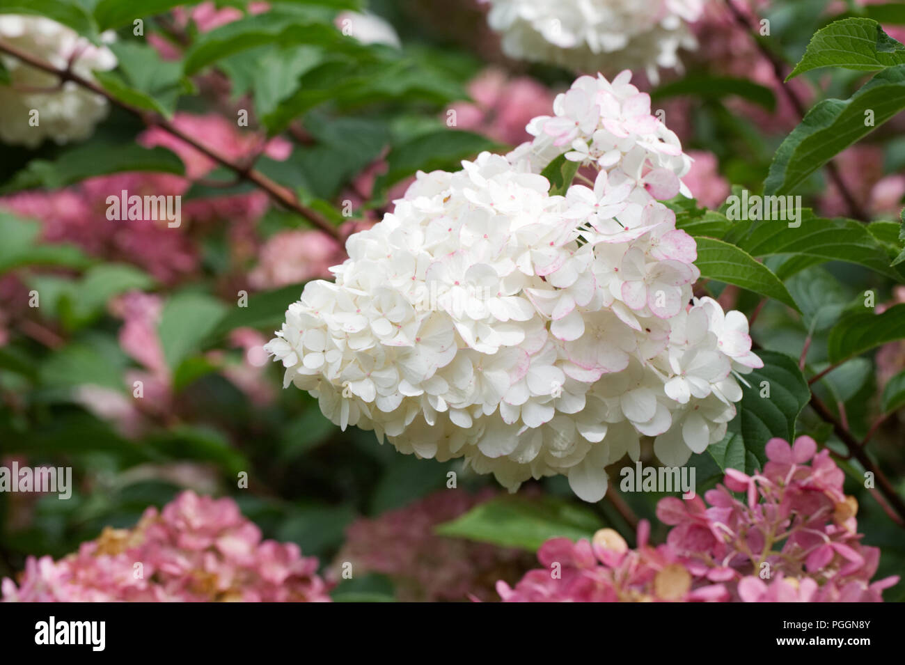 Hydrangea 'Vanille Fraise' Blumen. Stockfoto