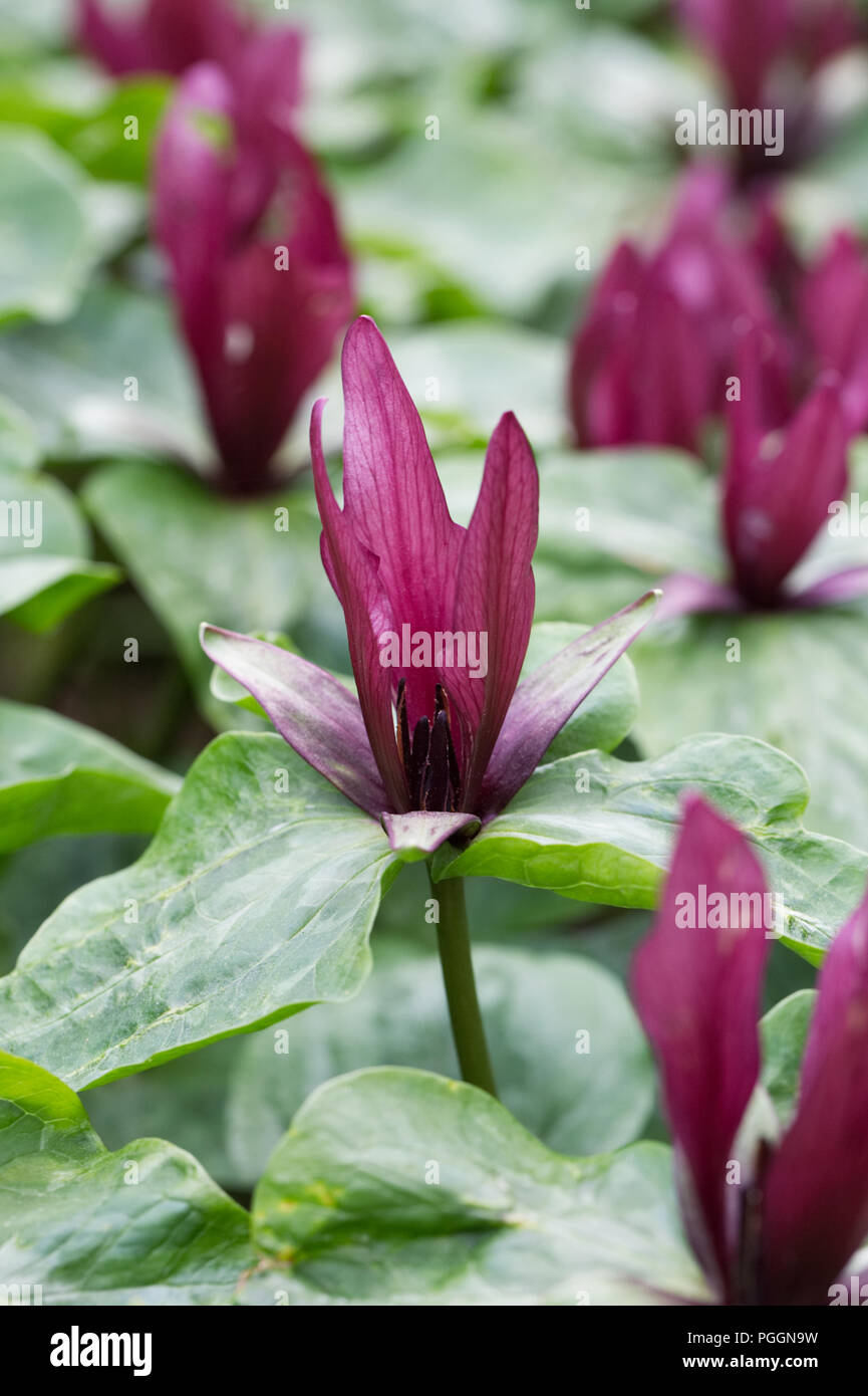 Trillium sessile Blumen. Stockfoto
