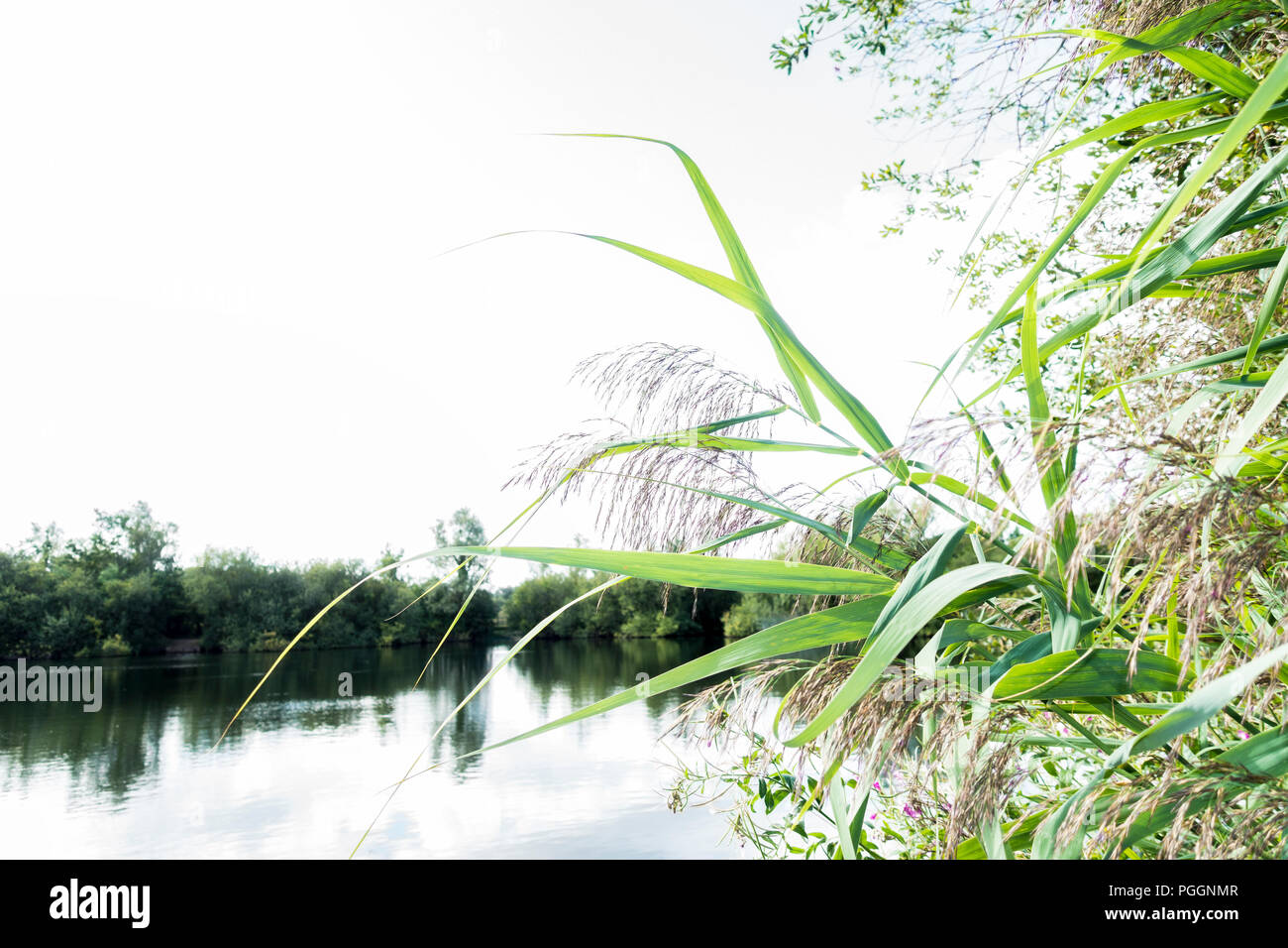 Blühende Schilf an der Seite von See Stockfoto