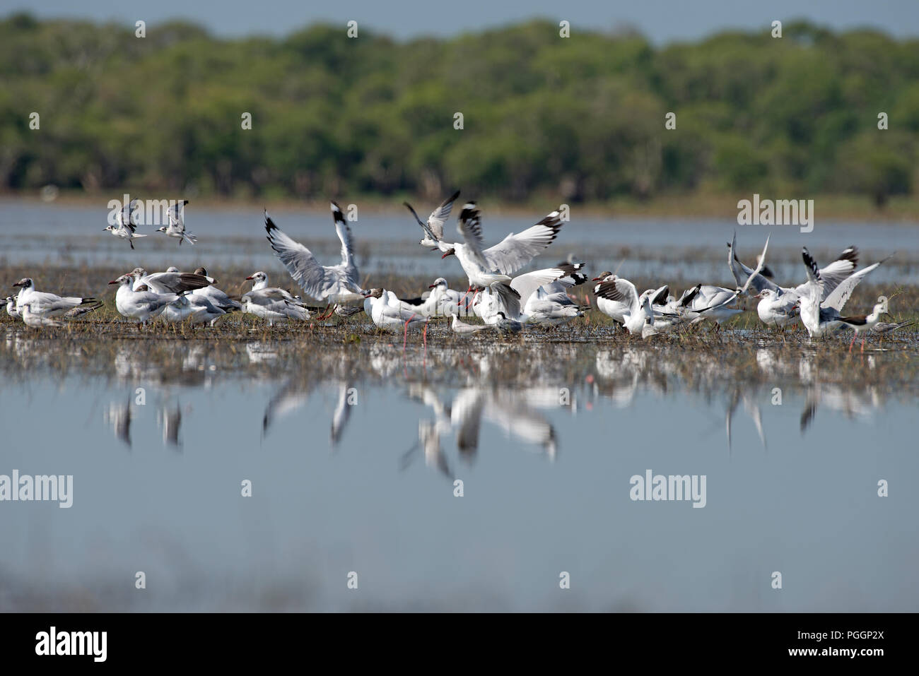 Brown-headed Gull (Chroicocephalus brunnicephalus), Thailand Mouette du Tibet Stockfoto