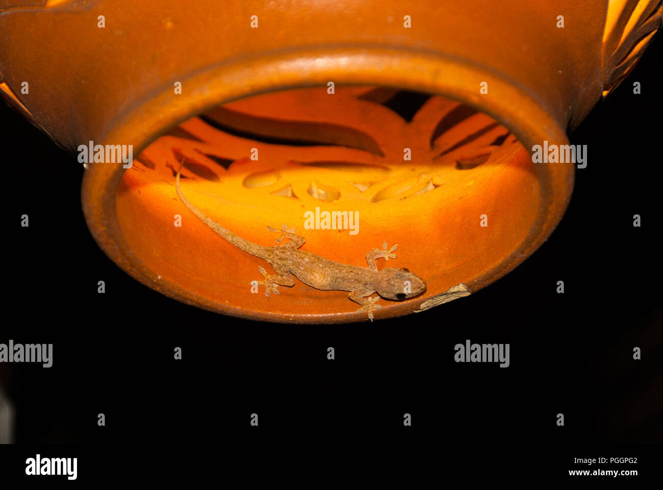 Dekorative Keramik Leuchte mit einem gemeinsamen Haus Gecko, Hemidactylus frenatus, Mabul, Sabah, Borneo, Malaysia Stockfoto