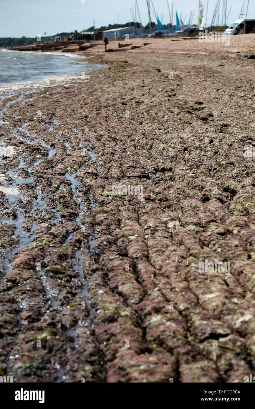 Calshot Strand in Southampton, UK ist in einer Decke mit Algen bedeckt nach dem warmen Wetter Zauber Berge von es am Strand in diesem wäscht Anomalie. Stockfoto