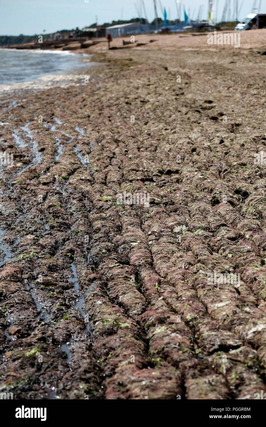 Calshot Strand in Southampton, UK ist in einer Decke mit Algen bedeckt nach dem warmen Wetter Zauber Berge von es am Strand in diesem wäscht Anomalie. Stockfoto