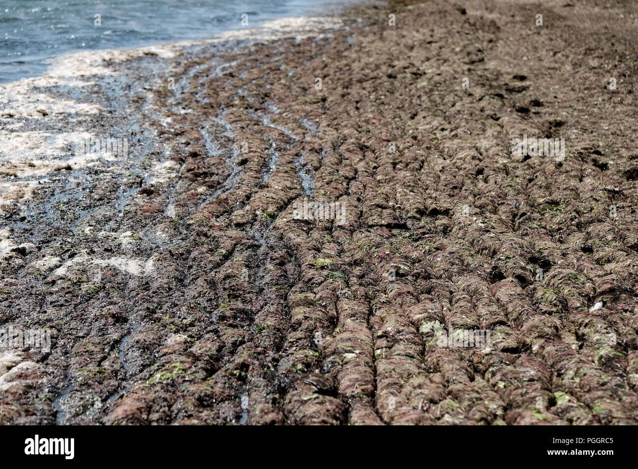 Calshot Strand in Southampton, UK ist in einer Decke mit Algen bedeckt nach dem warmen Wetter Zauber Berge von es am Strand in diesem wäscht Anomalie. Stockfoto