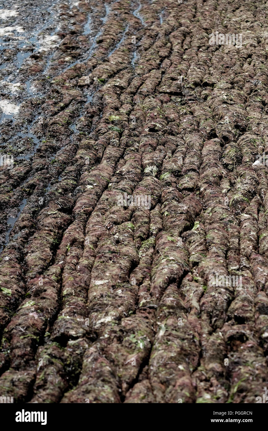 Calshot Strand in Southampton, UK ist in einer Decke mit Algen bedeckt nach dem warmen Wetter Zauber Berge von es am Strand in diesem wäscht Anomalie. Stockfoto