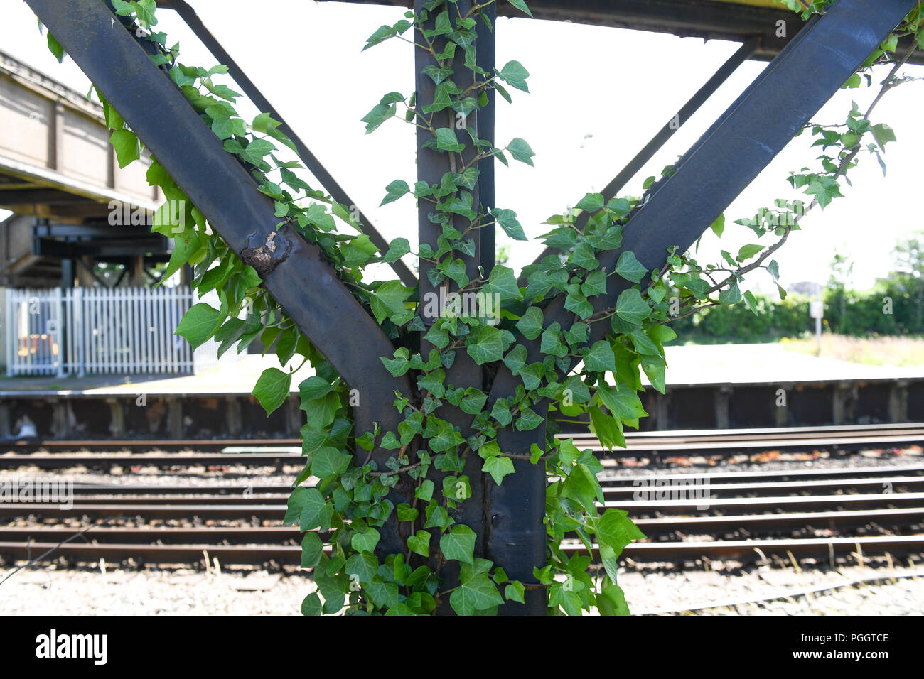 Efeu schaden -Fotos und -Bildmaterial in hoher Auflsung  Alamy