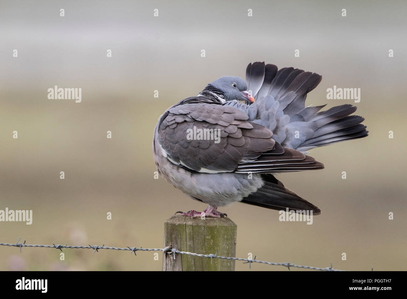 Gemeinsame Ringeltaube Columba palumbus Putzen während auf Zaunpfosten gehockt, Norfolk, Großbritannien Stockfoto