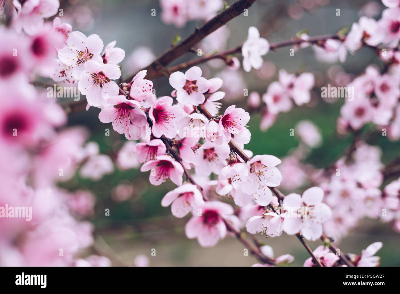 Spring Blossom Hintergrund. Schöne Natur Szene mit blühenden Baum und Sonne Flare. Sonnigen Tag. Frühling Blumen. Schönen Obstgarten. Abstrakte verschwommen Bac Stockfoto