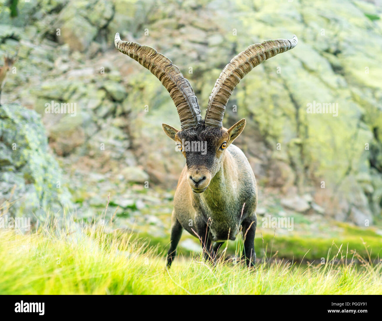 Capra pyrenaica Stockfoto