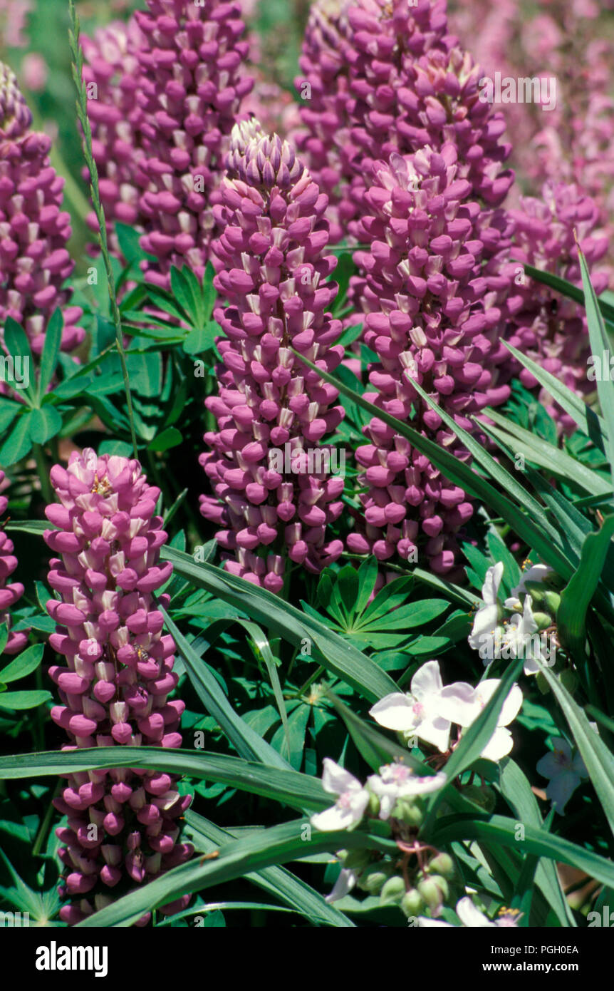 MAUVE LUPINEN (RUSSELL-HYBRIDEN) LUPINUS POLYPHYLLUS. Stockfoto