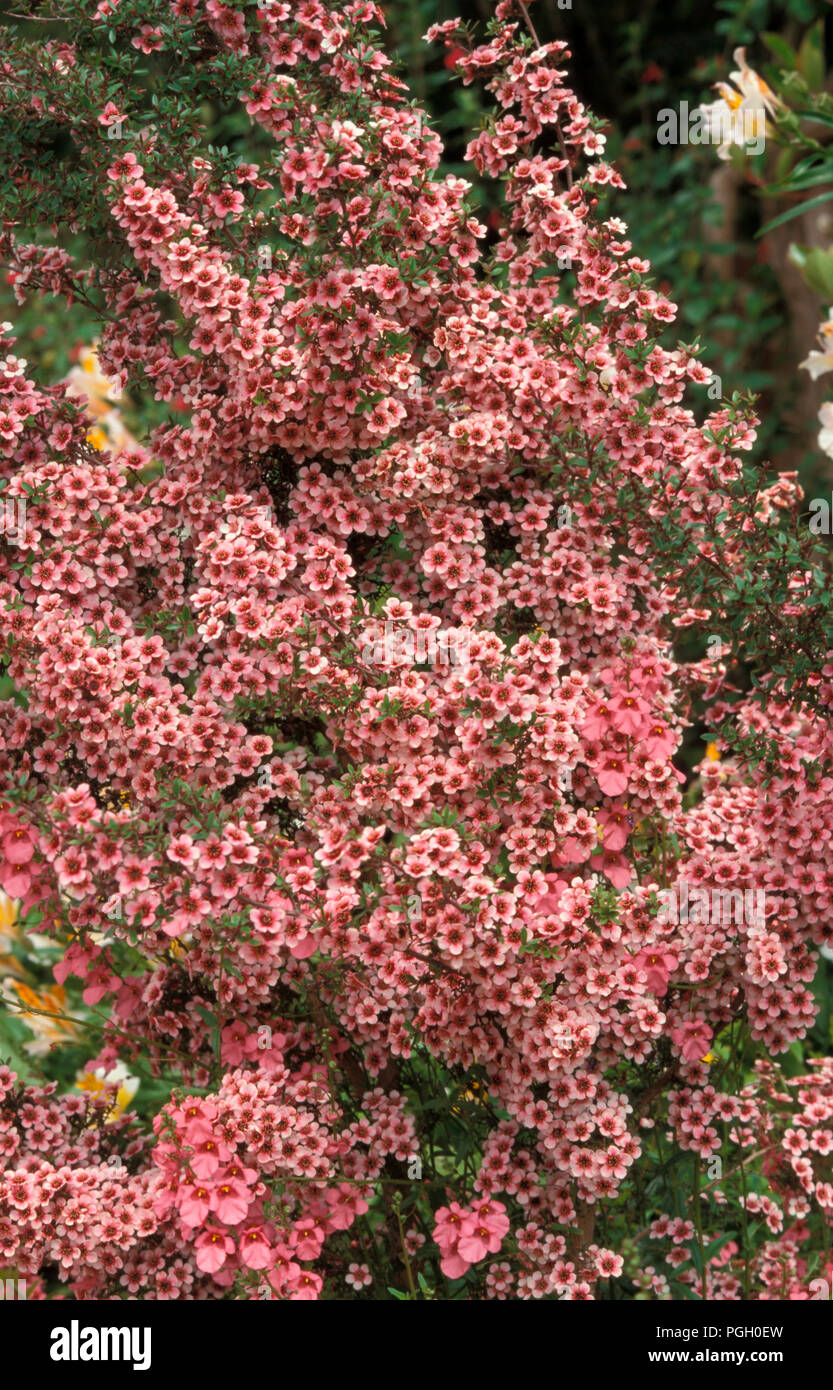 LEPTOSPERMUM SCOPARIUM „RUBY WEDDING“ STRÄUCHER (AUCH BEKANNT ALS JELLY BUSH, MANUKA MYRTE, GINSTER TEEBAUM) Stockfoto
