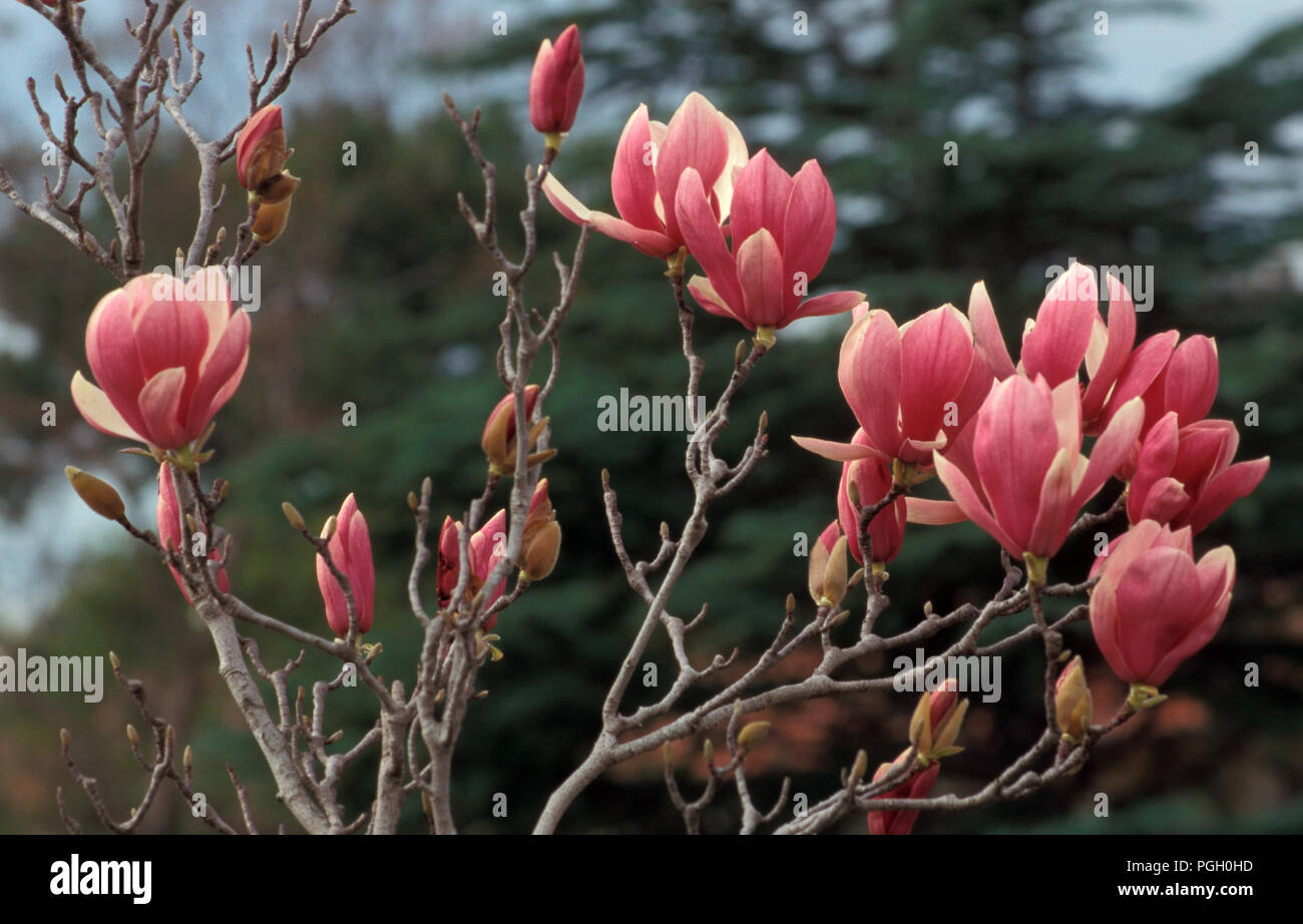 Blumen von der Magnolia soulangeana) Baum ( Stockfoto