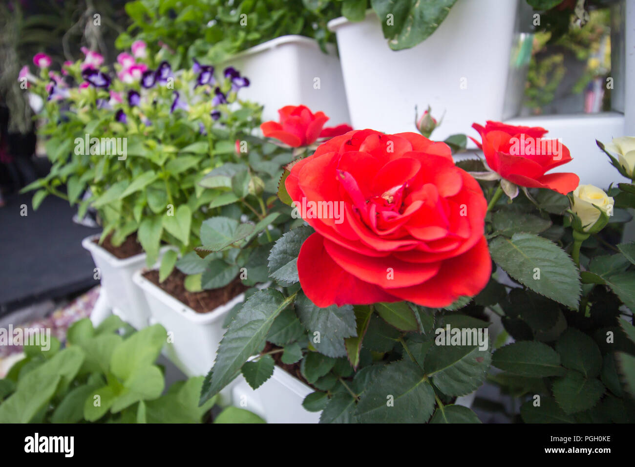 Eine Gruppe von Rosen. Stockfoto