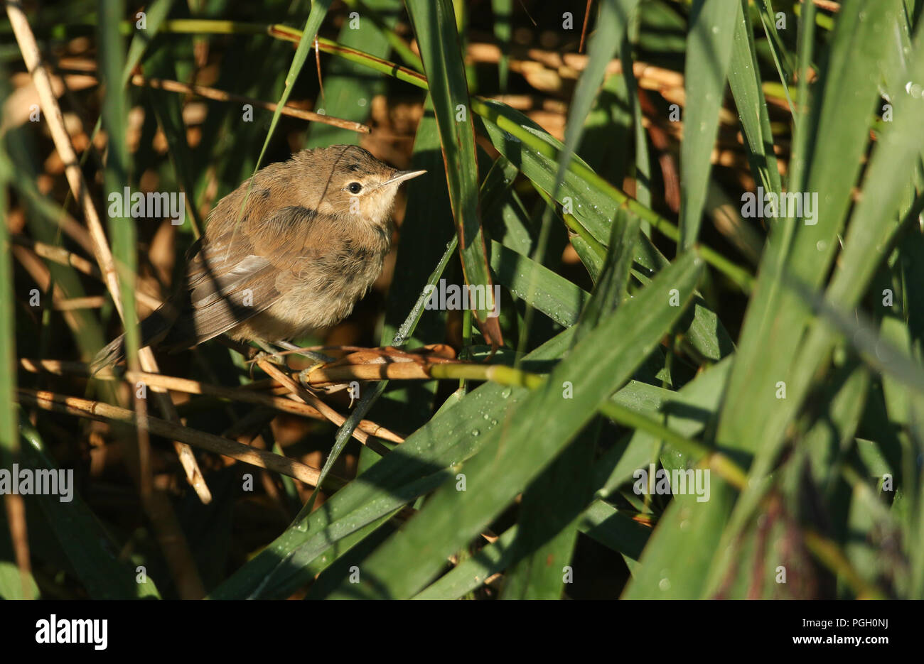 Eine nette junge Teichrohrsänger (Acrocephalus scirpaceus) auf ein Rohr in den Reed Bett. Er wartet auf seine Eltern wieder zu kommen und sie zu füttern. Stockfoto