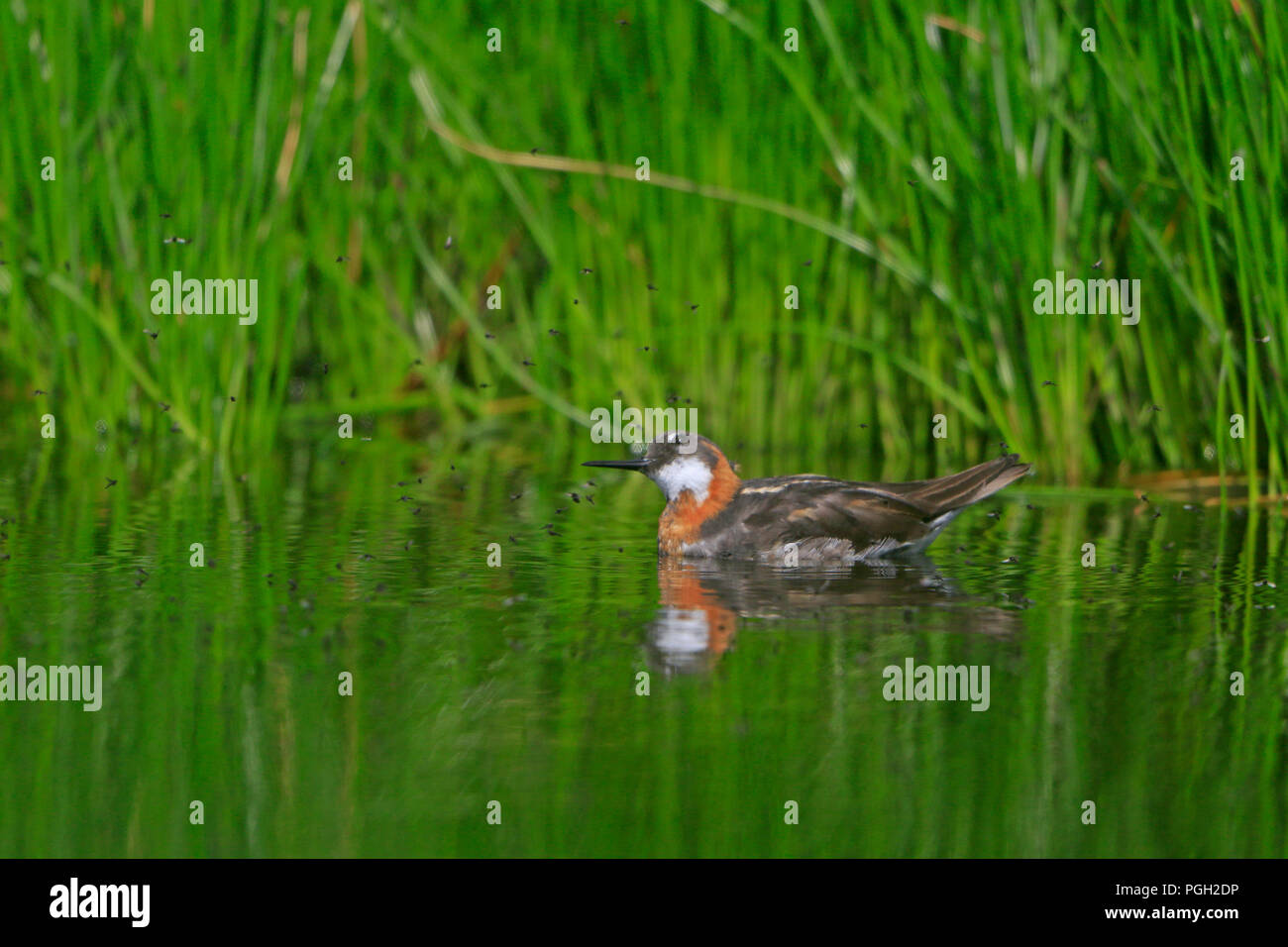 Weibliche Red Necked Phalarope auf St. Kilda Stockfoto