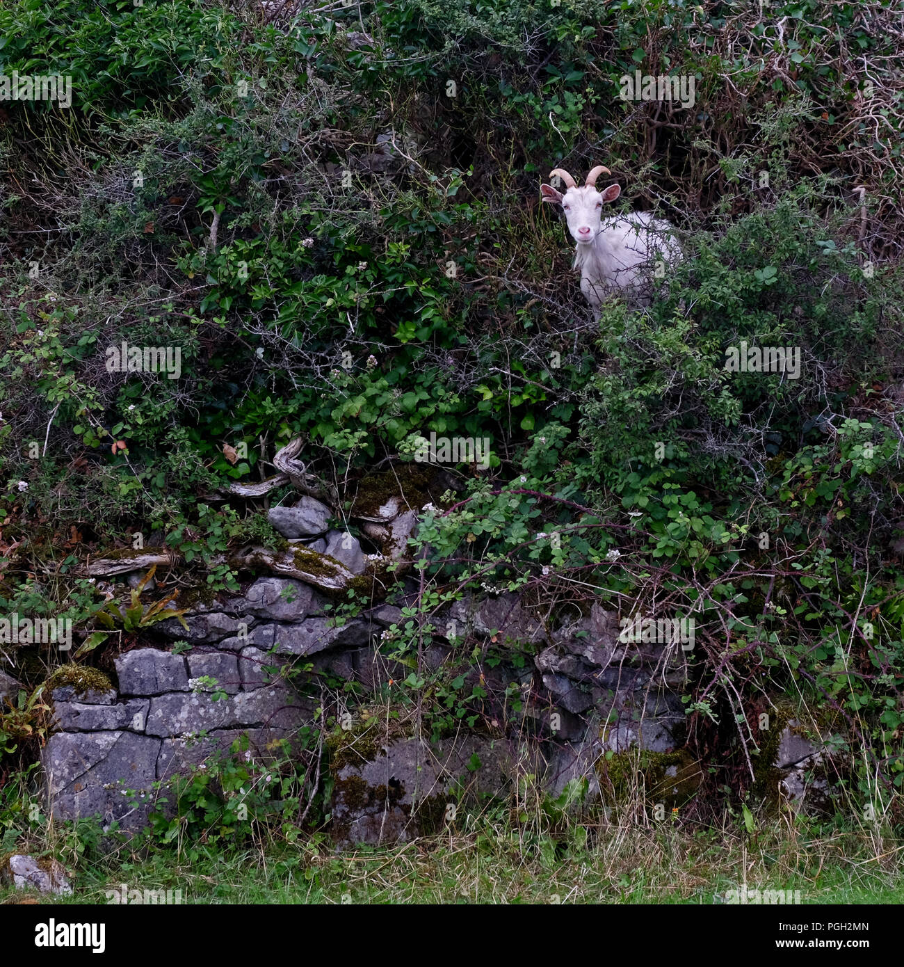 Weiße Ziege in einer Hecke auf Inishmore, Aran Islands, Grafschaft Galway. Stockfoto