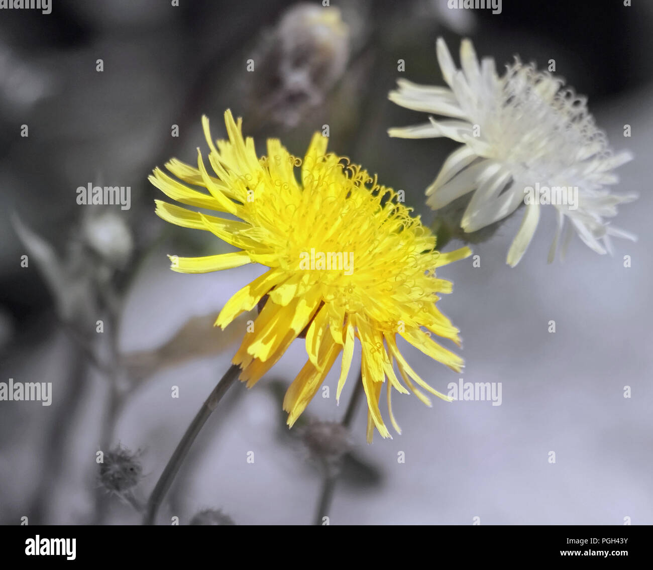 Ein heller gelber Löwenzahn Blume hebt sich von einem weichen schwarzen und weißen Hintergrund Stockfoto