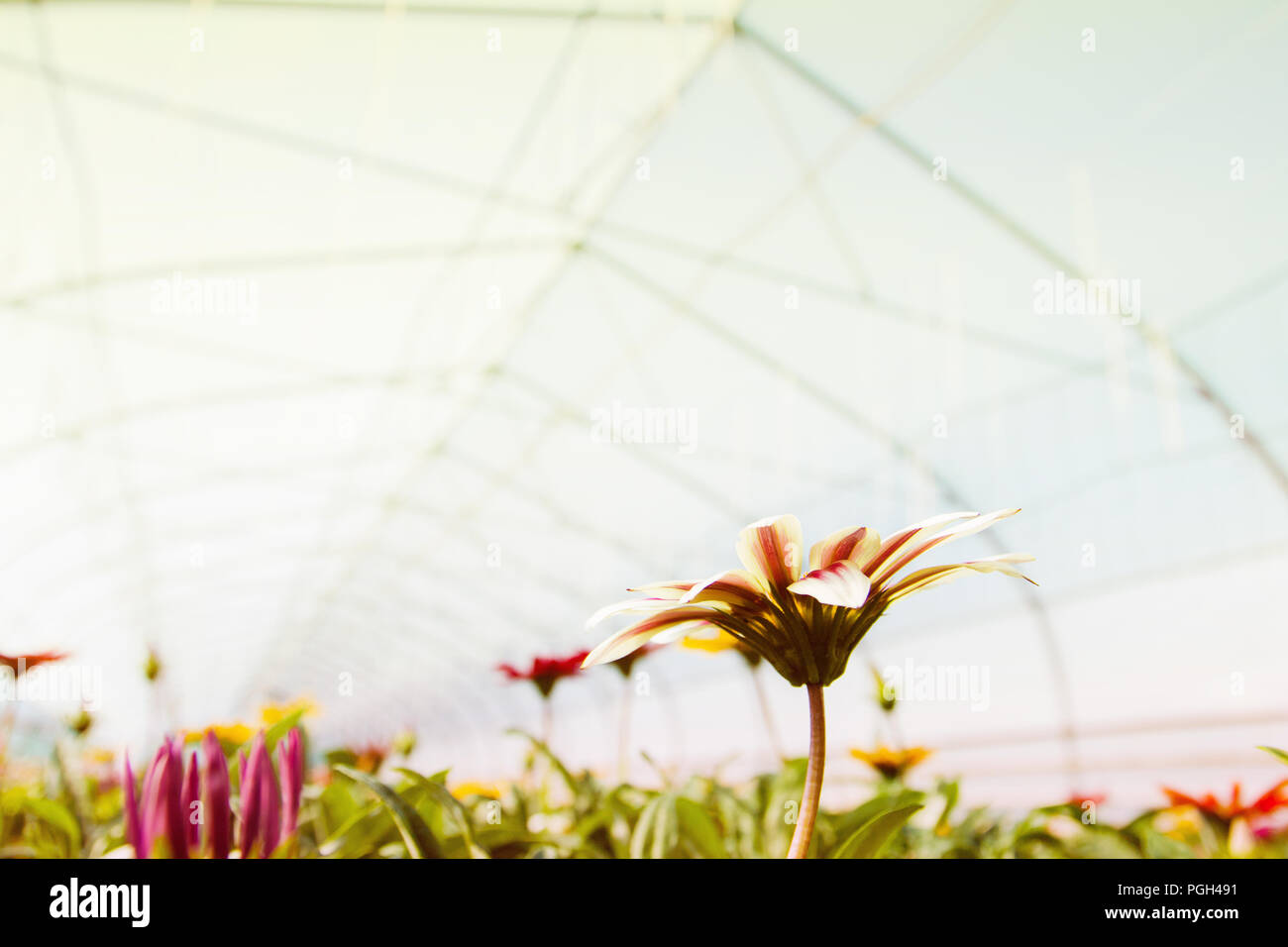 Die Produktion und den Anbau von Blumen. Blume Gazania closeup Stockfoto