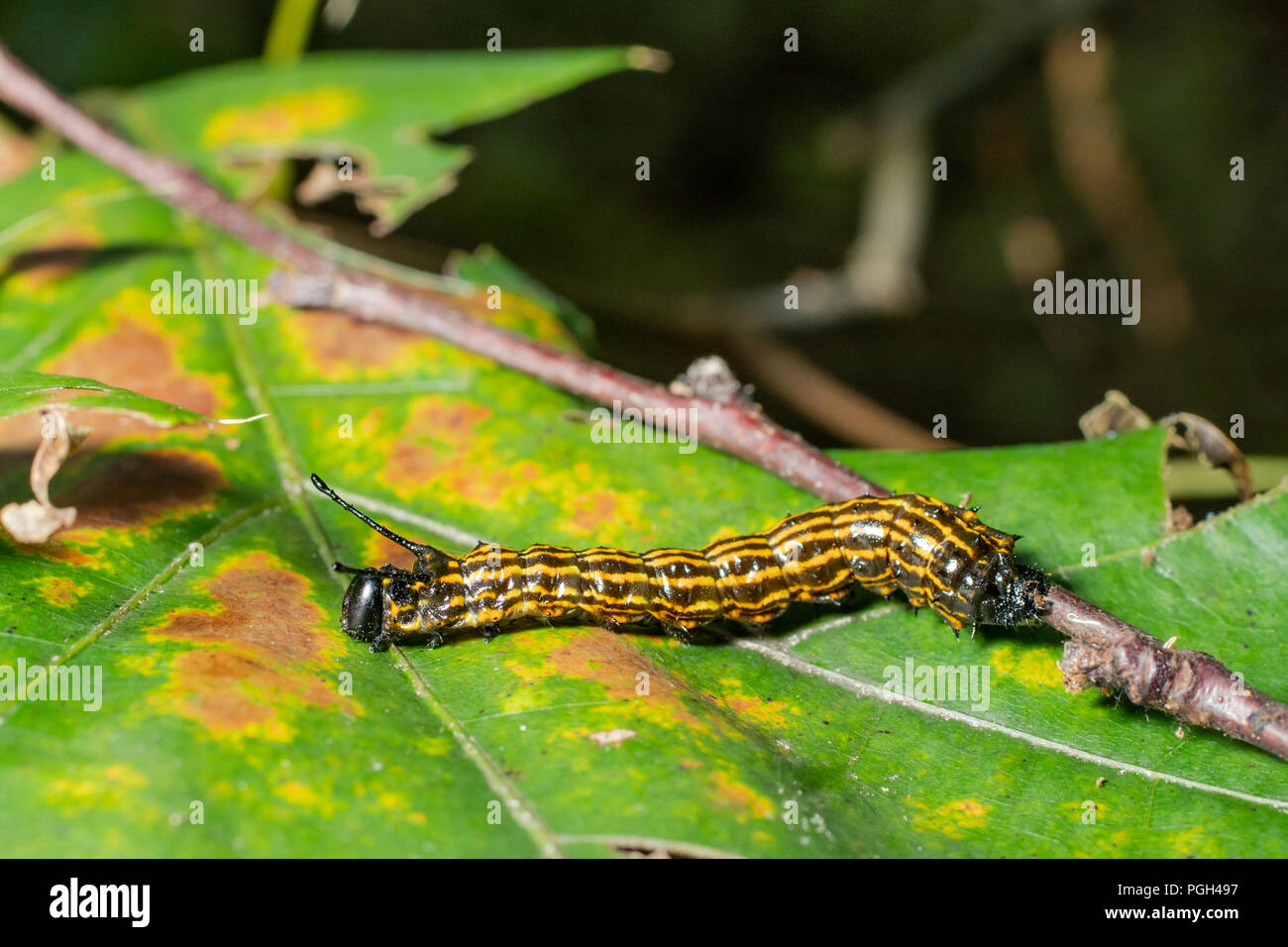 Orange and black moth -Fotos und -Bildmaterial in hoher Auflösung – Alamy